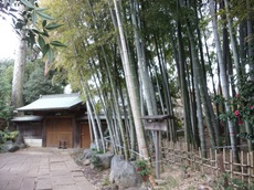 本橋家の竹林