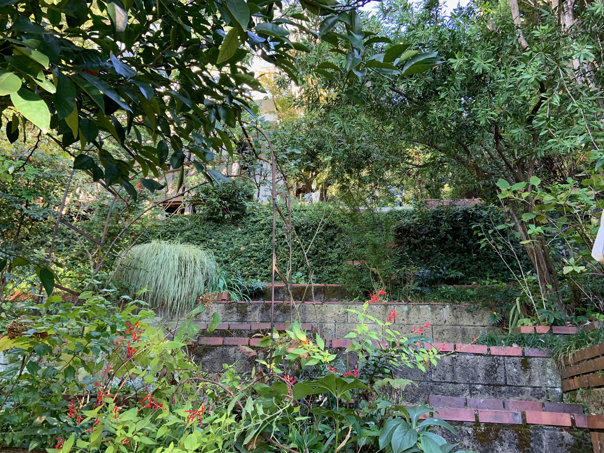 成城三丁目小さな森画像