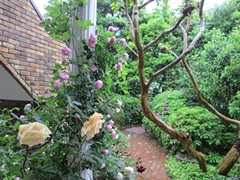 北烏山三丁目小さな森