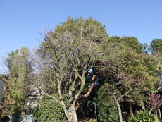 経堂一丁目仙人掌市民緑地