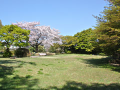 桜丘すみれば自然庭園（桜）