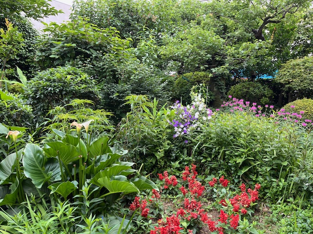 北沢四丁目小さな森画像