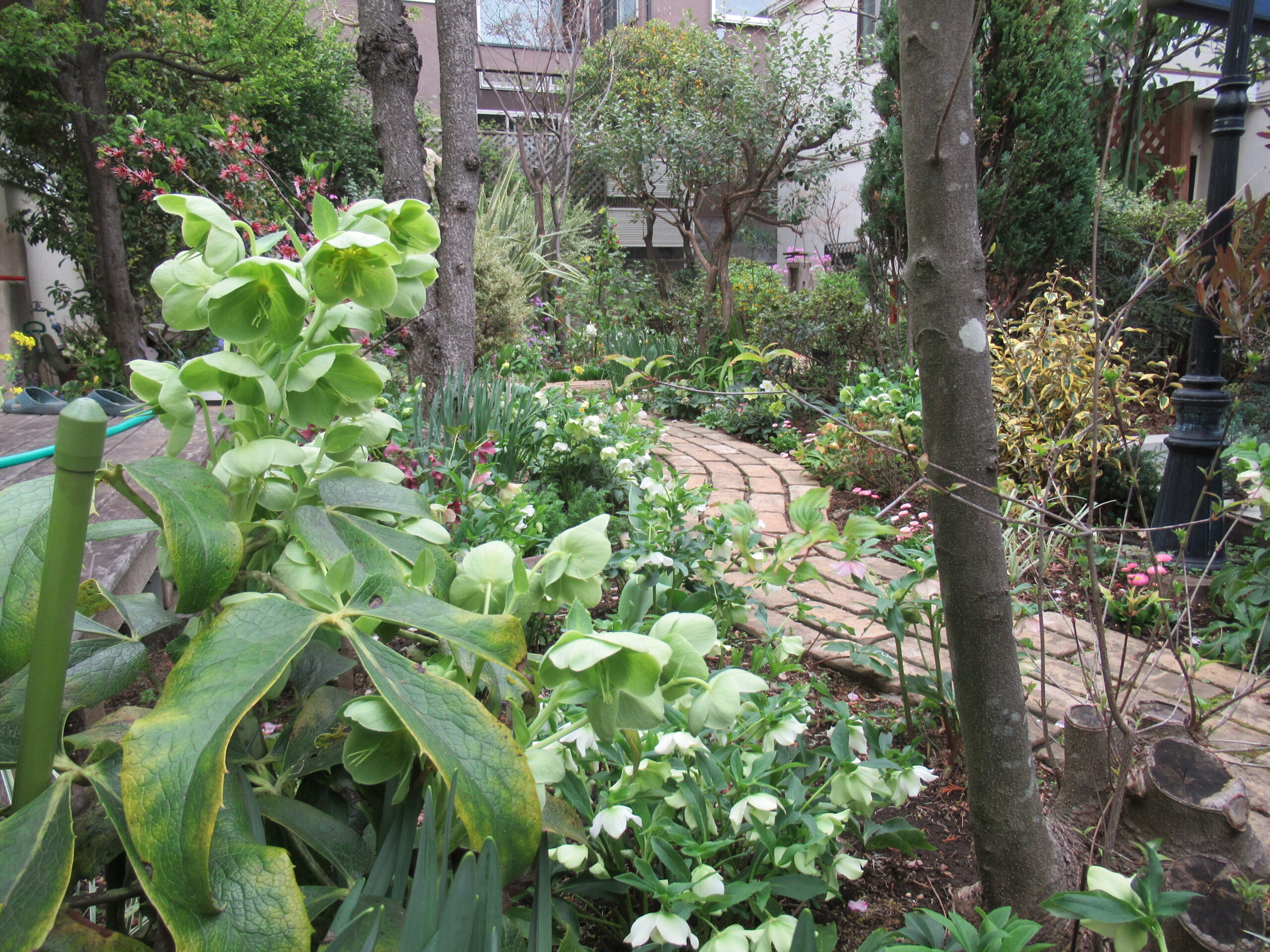 松原四丁目小さな森画像