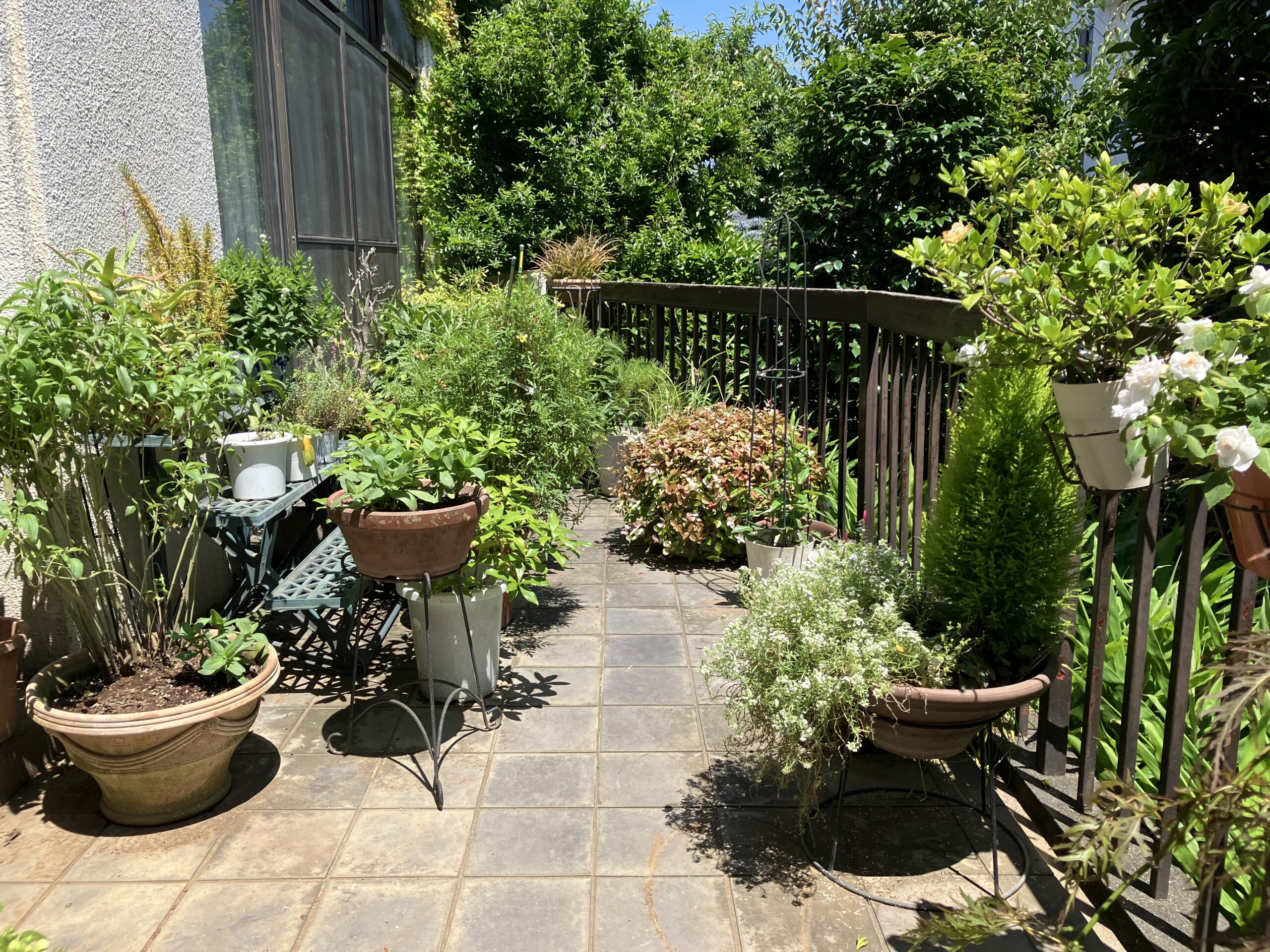 赤堤一丁目小さな森画像