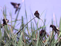 世田谷のツバメ営巣調査