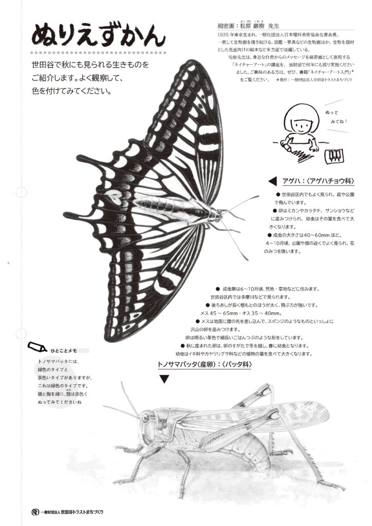 ぬりえずかん(アゲハとトノサマバッタ)の画像