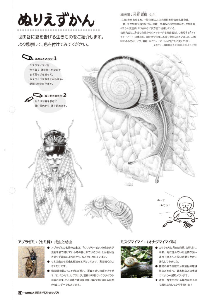ぬりえずかん(アブラゼミとミスジマイマイ)の画像