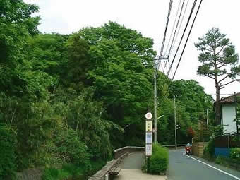 緑地の南側斜面（2004年4月撮影）