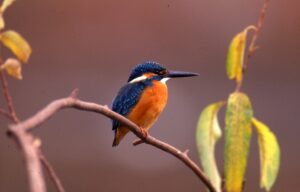 公益財団法人へ移行しました