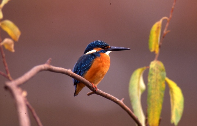 公益財団法人へ移行しました