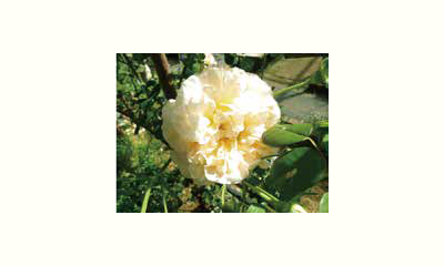 地域につながる野菜づくり実践講座の画像