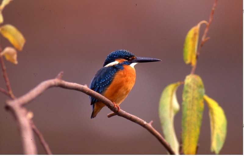 公益財団法人へ移行しました