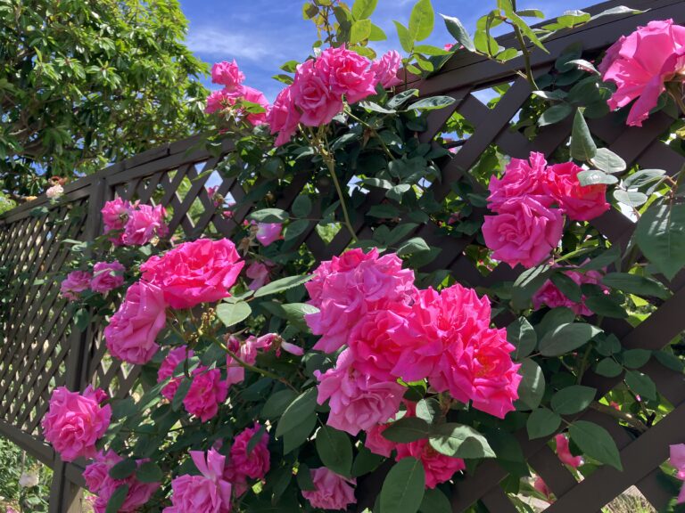 「イッツコム地モトNEWS」にてフラワーランド春の花まつりが紹介されました